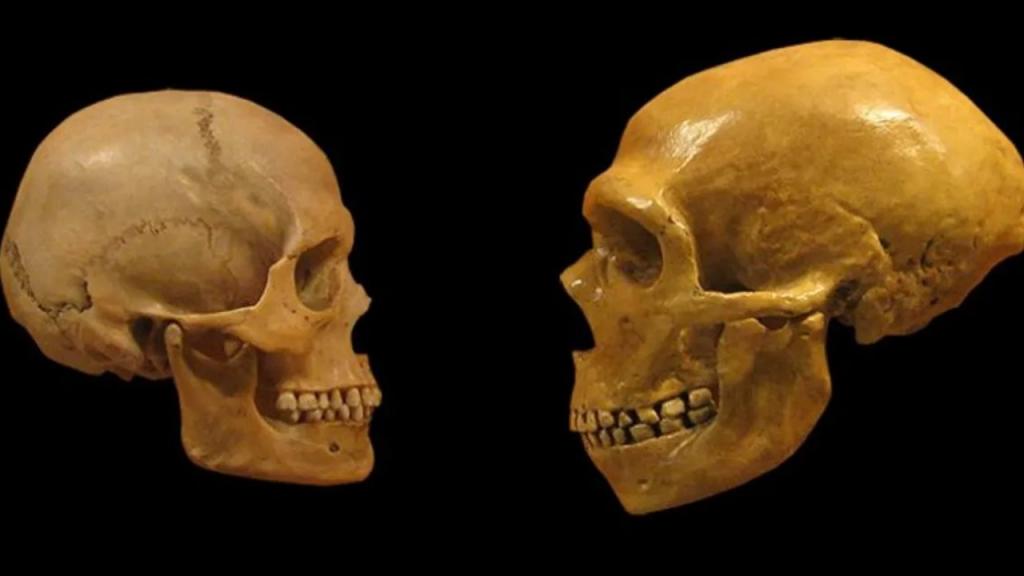 Homo Sapiens’in sonunu akraba evliliği hazırlamış