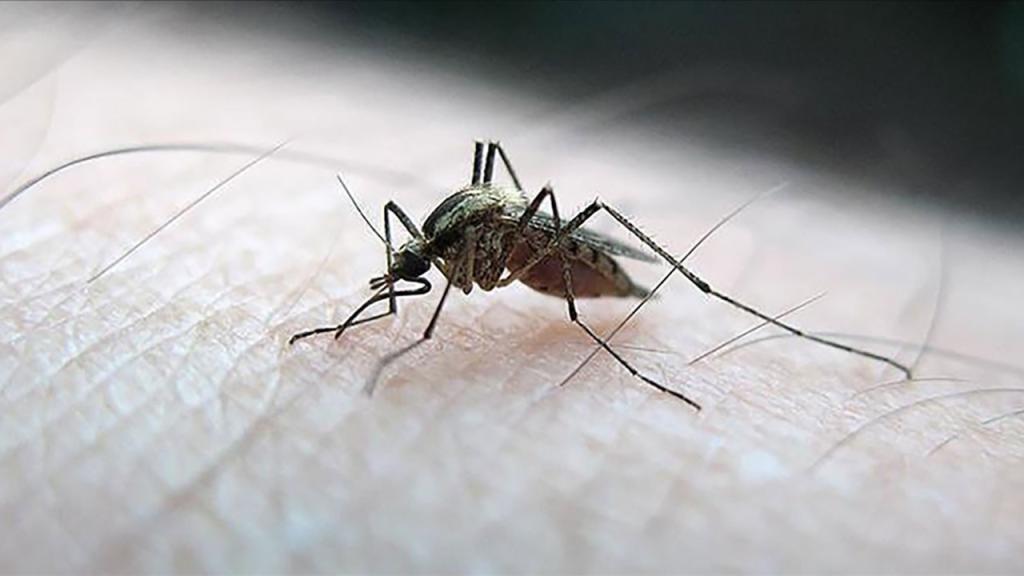İklim değişikliğiyle sivrisinek popülasyonu arttı: Yeni türlerle yeni hastalıklar da geldi | GAZETE.WiKi