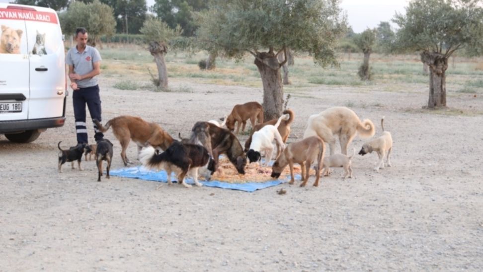 Efeler Belediyesi İhtiyaç Fazlası Yiyeceklerle Sokak Hayvanlarını Besliyor