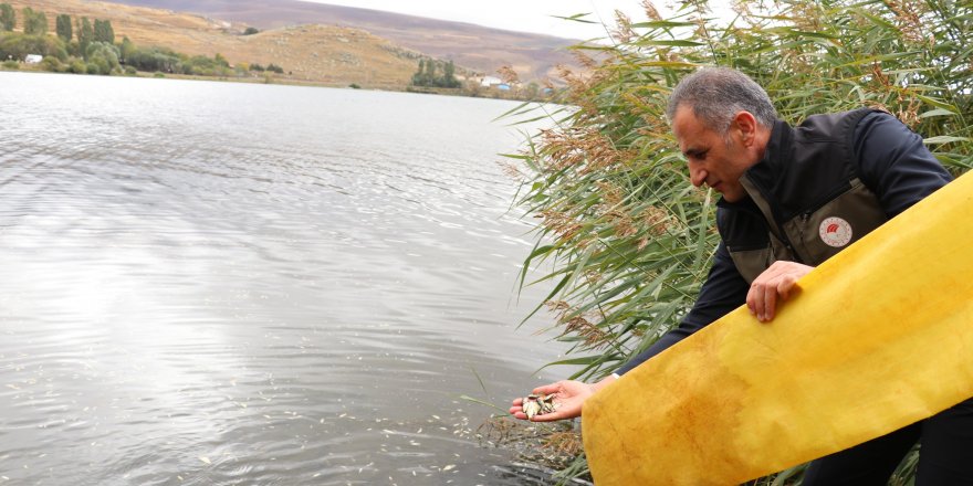 Kars’ta göl ve göletlere 520 bin sazan yavrusu bırakıldı