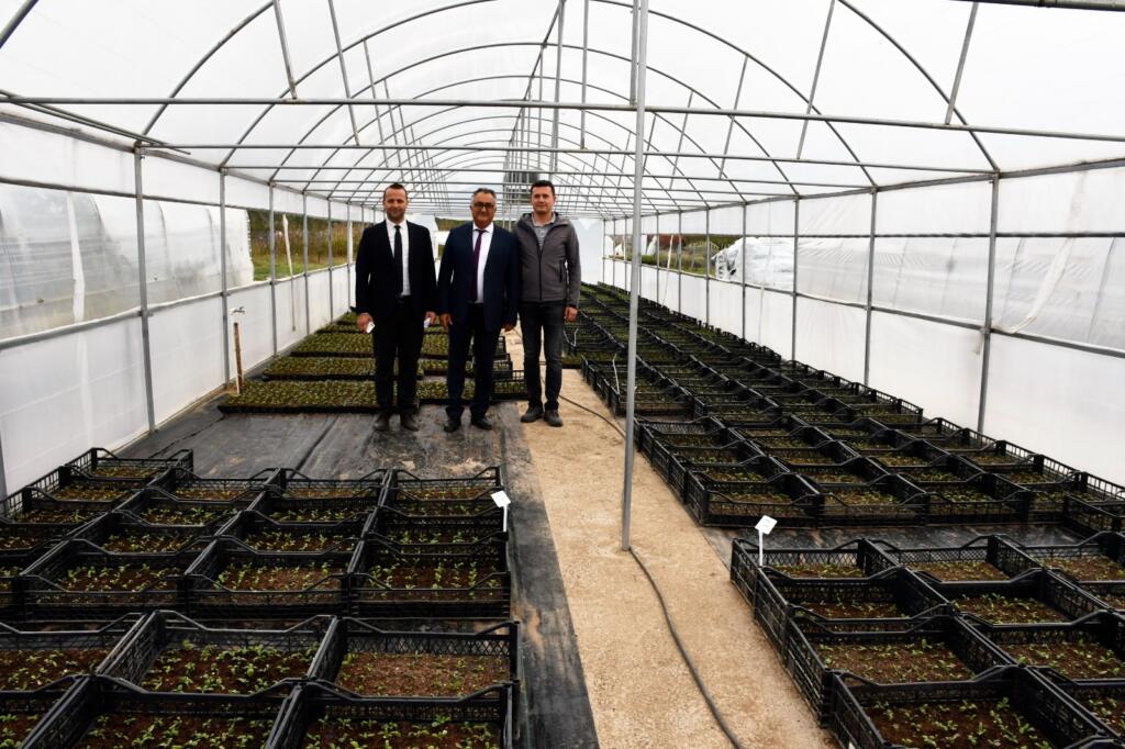 Kdz. Ereğli Belediyesi, kışlık çiçekleri seralarında üretiyor